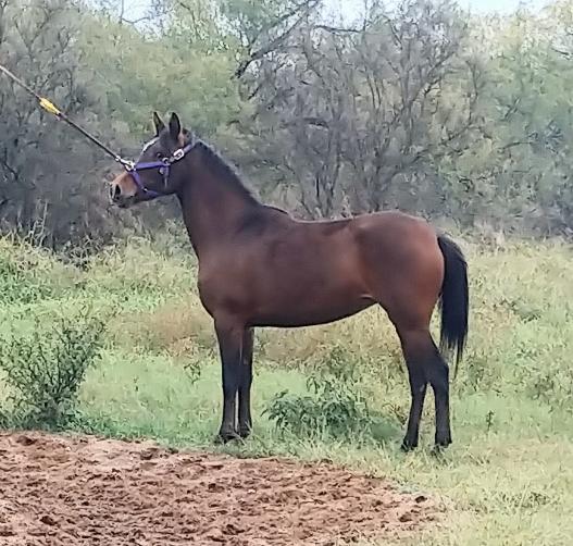 ARABIAN HORSES FOR SALE, SAN ANTONIO TEXAS AREA